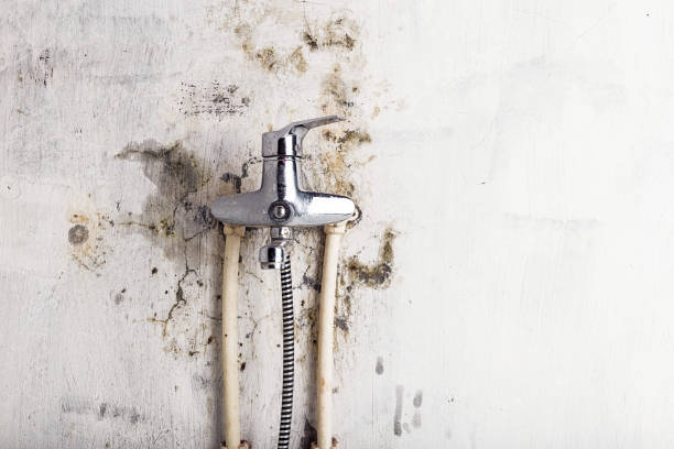 Best Emergency Mold Removal  in Millen, GA