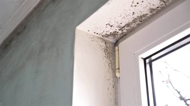 Best Black Mold Removal  in Millen, GA