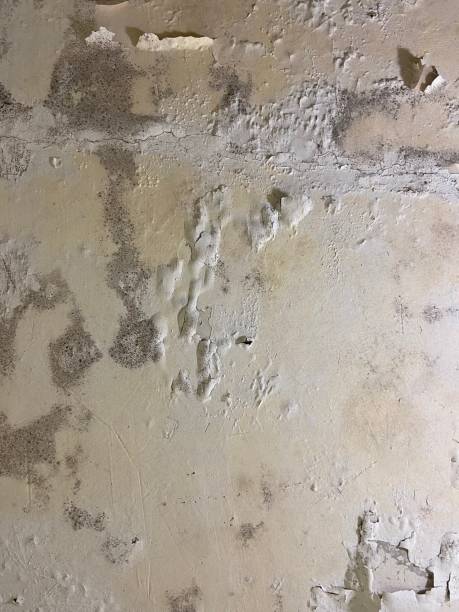 Best Mold Testing  in Millen, GA