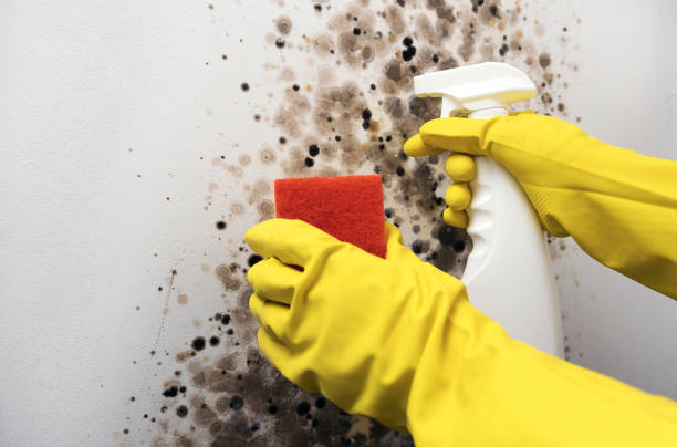 Mold Removal Process in Millen, GA
