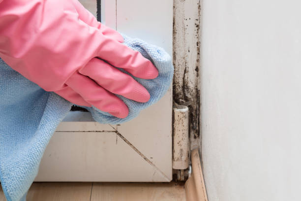 Attic Mold Removal in Millen, GA
